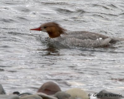 Merganser, Common IMG_8971.jpg