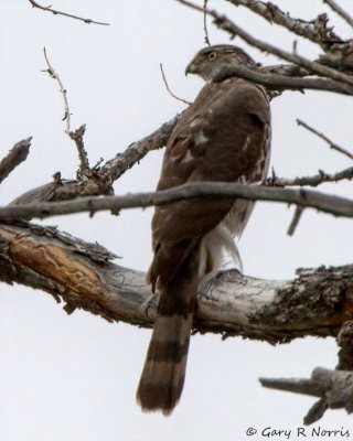 Hawk, Cooper's IMG_0429.jpg