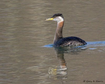 Grebe, Red-necked 20140307_CypressLake-167.jpg