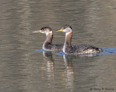 Grebe, Red-necked 20140307_CypressLake-177.jpg