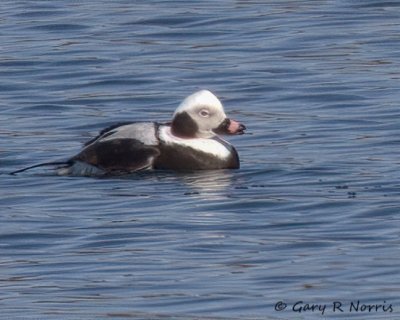 Duck, Long-tailed 20140311_Bartholomew-70.jpg