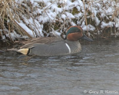 Teal, Green-winged IMG_4613.jpg