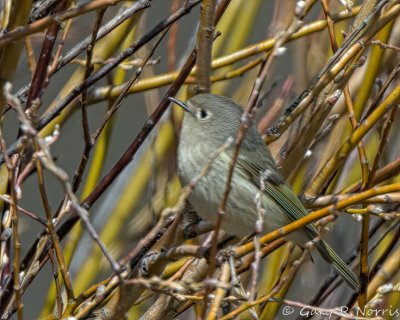 Kinglet, Ruby-crowned IMG_4974.jpg