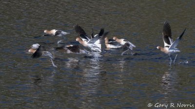 g12/45/685845/3/155548668.qS6ZyUam.jpg
