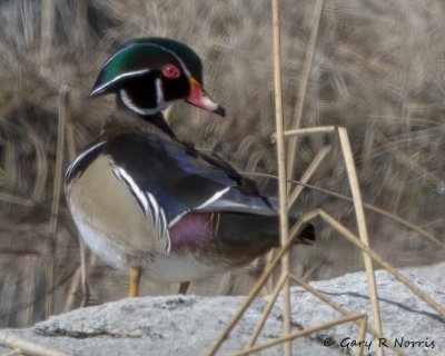 Duck, Wood IMG_5285.jpg