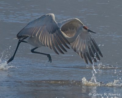 Crane, Sandhill IMG_5781-Edit.jpg