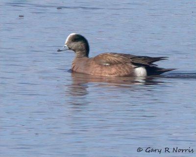 Wigeon, American IMG_5793.jpg