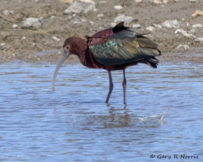 Ibis, White-faced IMG_5835.jpg