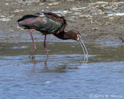 Ibis, White-faced IMG_5836.jpg