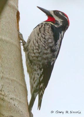 Sapsucker, Red-naped AL7A1330.jpg