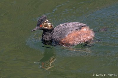 Grebe, Eared AL7A0383.jpg