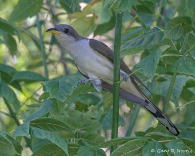 Cuckoo, Yellow-billed AL7A4795.jpg