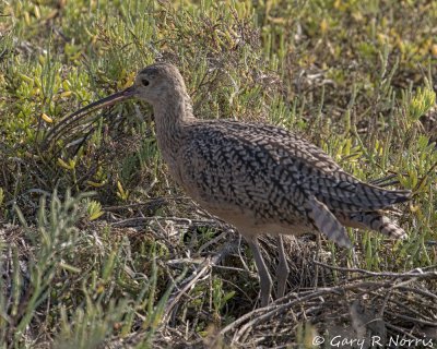 Curlew, Long-billed AL7A4982.jpg