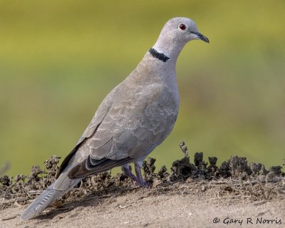 Dove, Eurasian Collard- AL7A5020.jpg