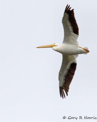 Pelican, American White AL7A5191.jpg