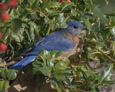 Bluebird, Eastern AL7A0933-1.jpg