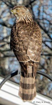 Hawk, Cooprer's IMG_5629.jpeg