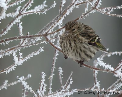 Siskin, Pine AL7A3406.jpeg