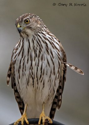 Hawk, Cooprer's AL7A34611.jpeg