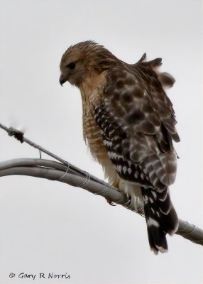 Hawk, Red-shouldered AL7A3444.jpeg