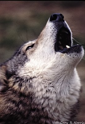Wolf_Howl.jpeg