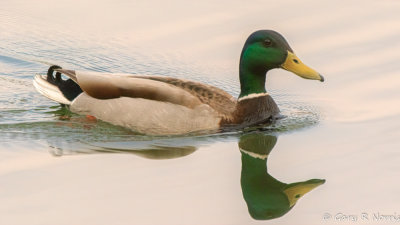 Duck, Mallard AL7A6368.jpg