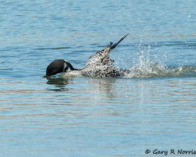 Loon, Common AL7A7936.jpg