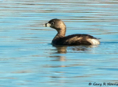 Grebe, Pied-billed AL7A7952.jpg