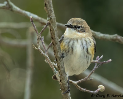 Warbler , Pine AL7A8039,jpg