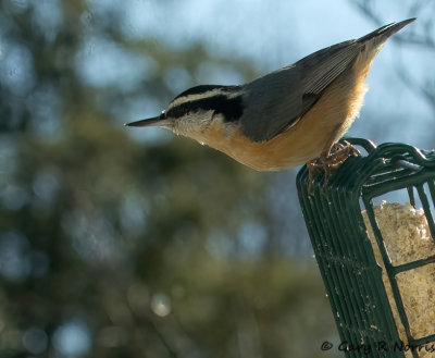 Nuthatch, Red-breasted AL7A8067.jpg