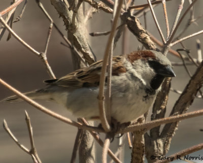 Sparrow, House AL7A8087.jpg