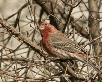 Finch, House AL7A8109.jpg
