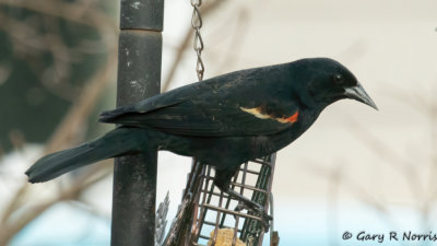 Blackbird, Red-winged AL7A8157.jpg
