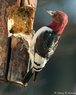 Woodpecker, Red-headed AL7A6817.jpg