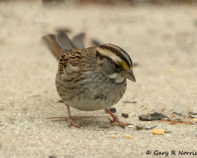 Sparrow, White-throated AL7A6867.jpg