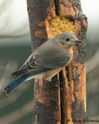 Bluebird, Eastern AL7A6903.jpg