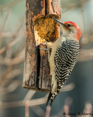 Woodpecker, Red-bellied AL7A6905.jpg