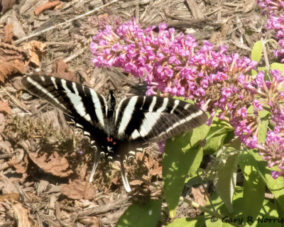 Swallowtail, Zebra AL7A7596.jpg