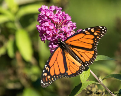 Butterfly, Monarch AL7A7632.jpg