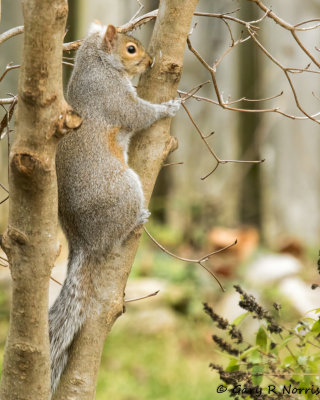 Squirrel, Gray AL7A7693.jpg
