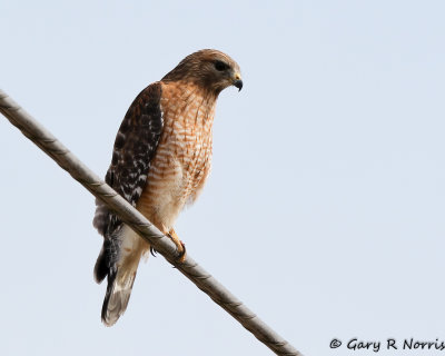 Hawk, Red-shouldered AL7A7889.jpg