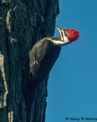Woodpecker, Pileated AL7A7699.jpg