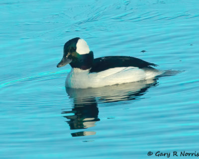 Bufflehead AL7A7757.jpg