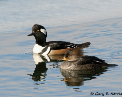 Merganser, Hooded AL7A7792.jpg