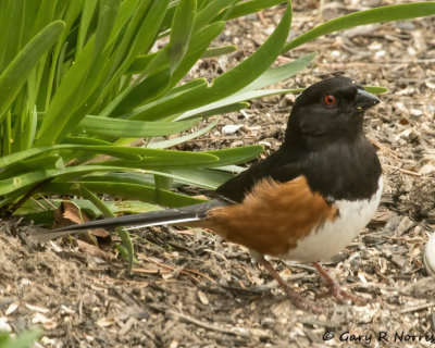 Towhee, Eastern AL7A8209.jpg