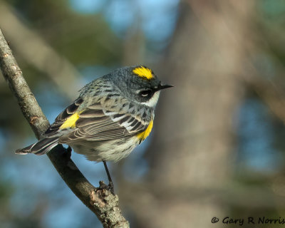 Warbler, Yellow-rumped AL7A8232.jpg