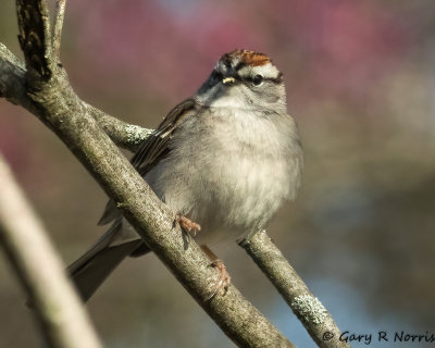 Sparrow, Chipping AL7A8243.jpg