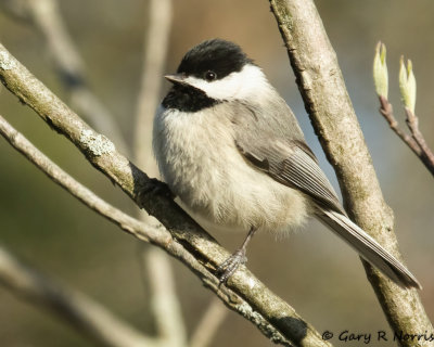 Chickadee, CarolinaAL7A8262.jpg
