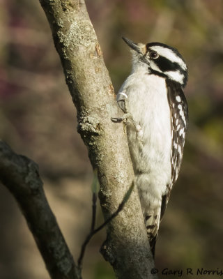 Woodpecker, Downy AL7A8271.jpg