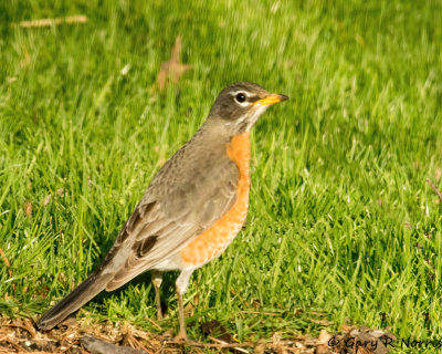 Robin, American AL7A8280.jpg